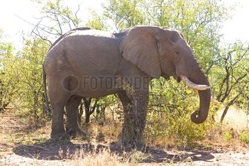 African elephant eating NP Kruger South Africa