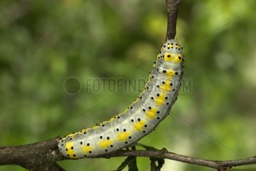 Caterpillar of Figure of Eight Bourgogne France