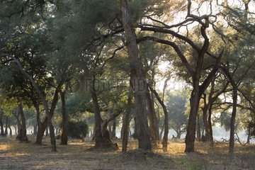 Forest in dry season NP Mana Pools Zimbabwe