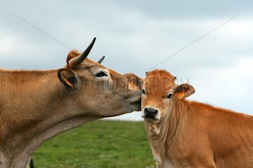 Aubrac cow and her calf Aubrac Lozère France