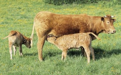 Cow limousine with its calves with the park of breeding France