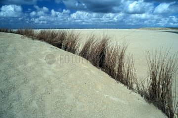 Plantation carried out to fight against dune erosion