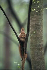 Red Squirrel eating hung between two branches