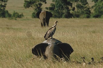 Vulture on corpse of female elephant Masaï Mara Kenya