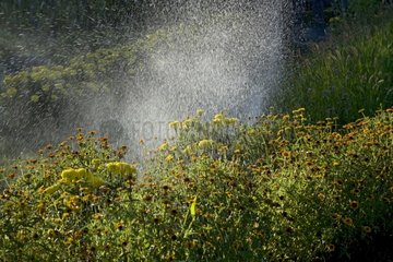 Sprinkling water in a garden