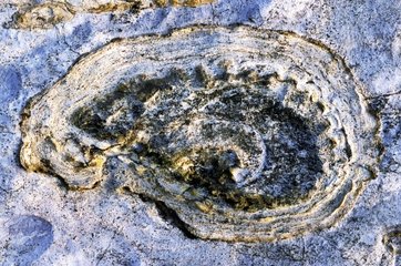 Ammonit- und Stromatolitenreserve von Sixt Fer à Cheval Alpen