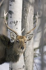 Porträt eines Sika Deer Shiretoko Japan