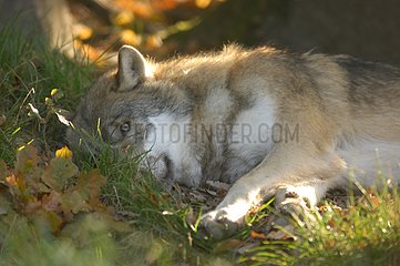 Ein Wolf im Herbst liegt