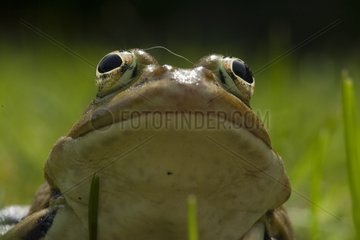 Porträt des grünen Frosches Frankreich
