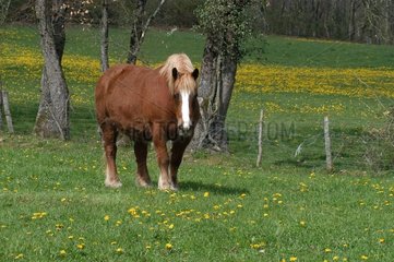 Pferd aus der Bretagne