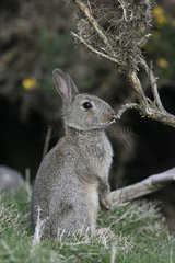 Rabbit on its posterior legs Royaume-Uni