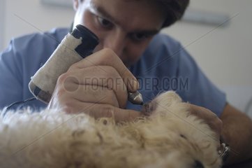 Canine veterinarian tattooing the ear of a poodle France