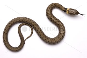 Young Grass Snake on white background