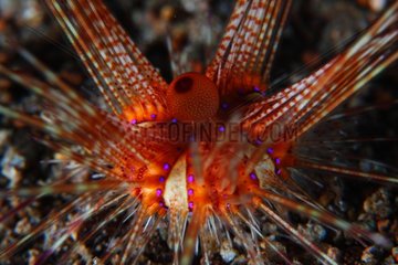 Red sea urchin on reef - Dauin Philippines