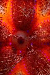 Eye of Red sea urchin - Dauin Philippines