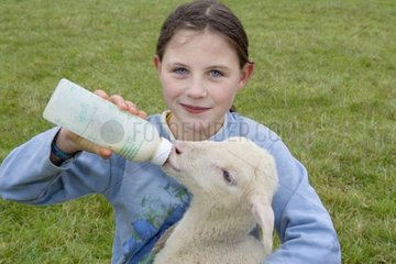 Mädchen nährt ein Lamm mit der Fütterungsflasche