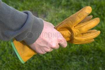 Mains tenant une paire de gants de jardin en cuir