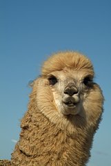 Alpaca bred for its whool South Australia