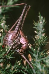Decticelle marocaine femelle