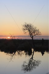 Baum am Ufer eines Sees in Twilight