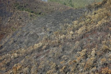Maquis durch Feuer in Neukaledonien am Boden zerstört