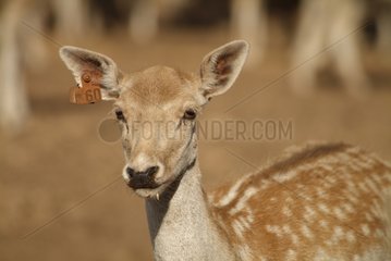Female Farming fallow deer South Australia