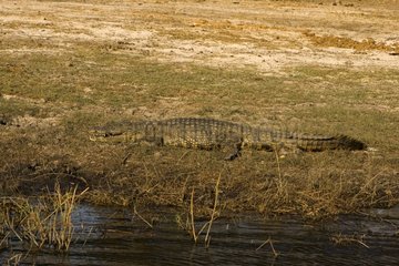 Nil Crocodile along the edge of water NP Chobe Botswana