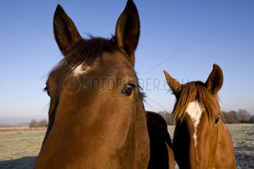 Horses in a meadow in winter France