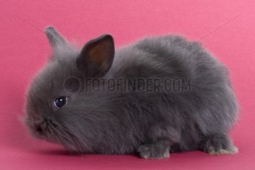 Young gray rabbit home on pink background