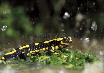 Speckter Salamander unter einem Regenguss -Regen Frankreich