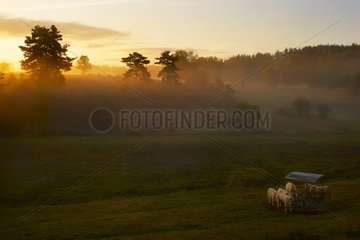 Kühe in einer Wiese bei Daybreak Lozère Frankreich