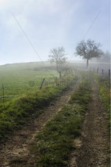Way into the morning fog on the slopes of Curemonte France