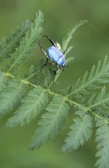 Cerulean Chafer Beetle on leave France