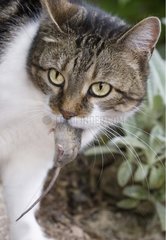 Portrait of a cat holding a mouse in a garden
