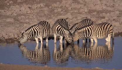 Group of Burchell's Zebras at watering place Etosha Namibia
