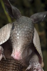 Nine-banded Long-nosed Armadillo French Guiana
