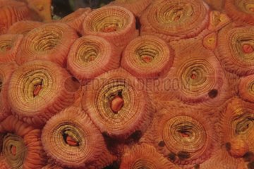Orange Cup Coral Komodo Indonesien