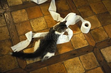 chaton jouant avec du papier toilette