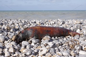 Dead seals washed up on a pebble beach Normandy