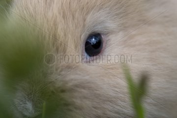 Glance of young beige domestic rabbit in the grass France