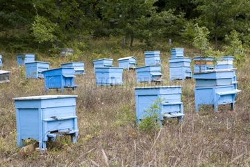 Blue hives in a clearing Strandja Natural Park Bulgaria