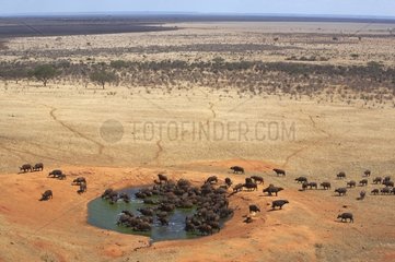 Savannah buffaloes at watering place Tsavo East Kenya