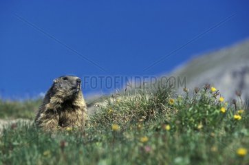 Marmotte des Alpes faisant le guêt Alpes France