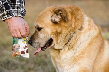 Brown dog receiving a reward