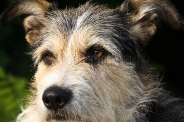 Portrait of a male mongrel dog