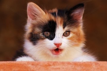 Porträt eines Mewlawing Tricolor Gutter Kätzchen