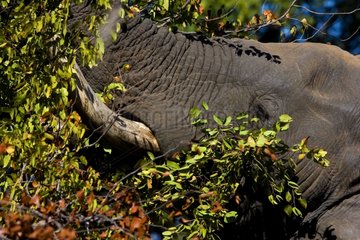 African elephant eating NP Kruger South Africa