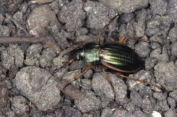 Gemahlener Käfer auf dem Boden Creuse Frankreich