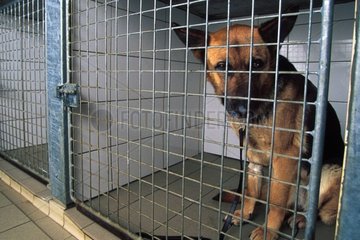 Deutscher Schäferhund verletzt in der Pfote des Tierarztes