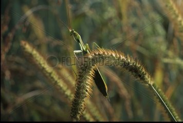 Religious Mante posed on the inflorescence of a high grass